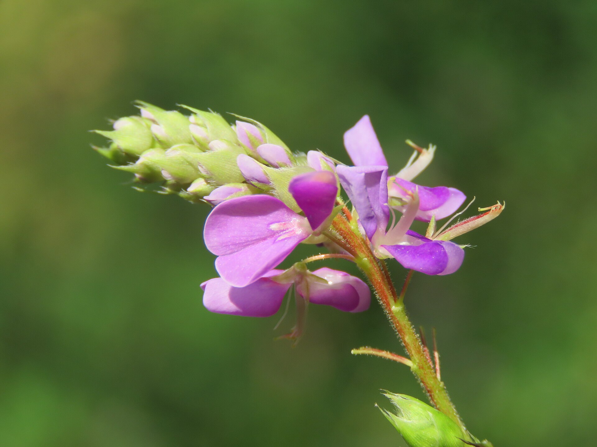 Photos from Peravoor - by Vinayaraj