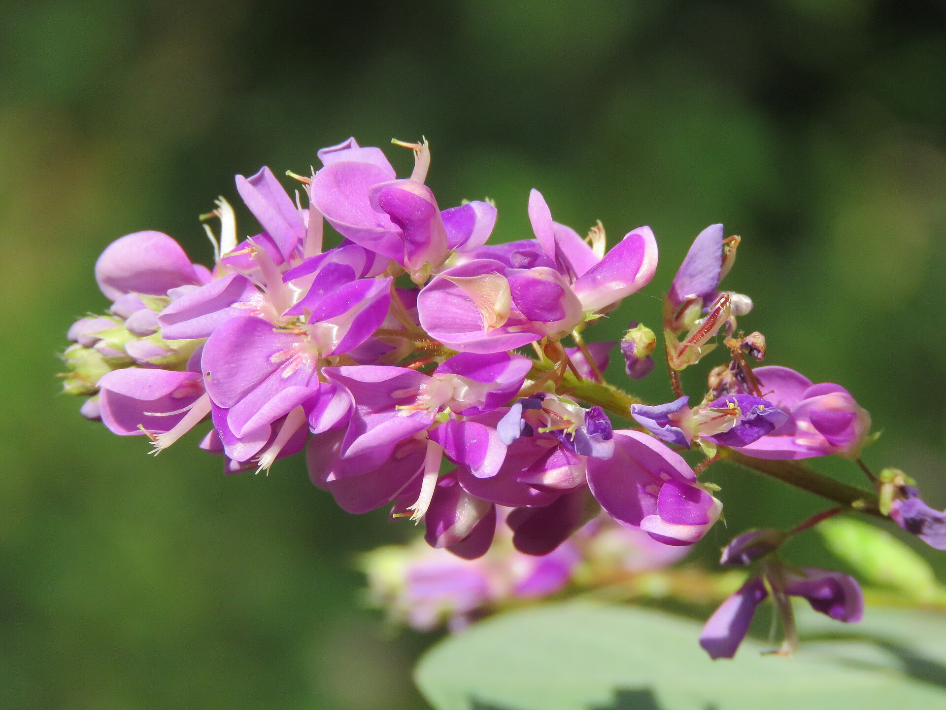 Photos from Peravoor - by Vinayaraj
