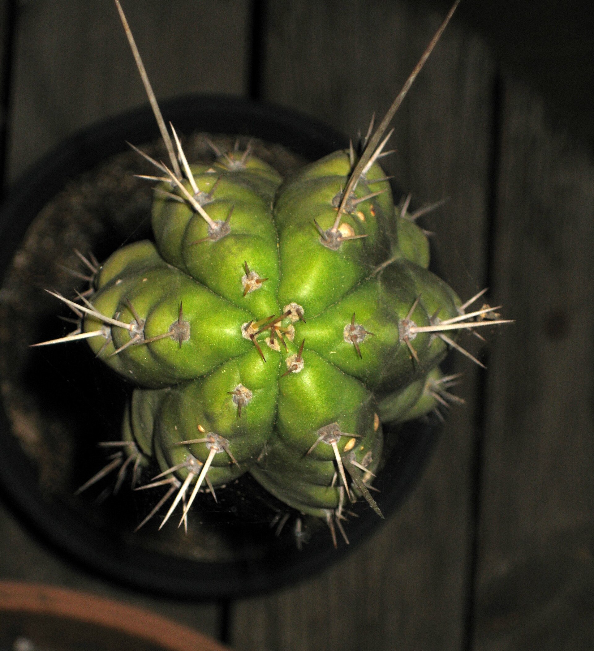 Sick looking Echinopsis peruviana syn. Trichocereus peruvianus, Peruvian Torch Cactus
