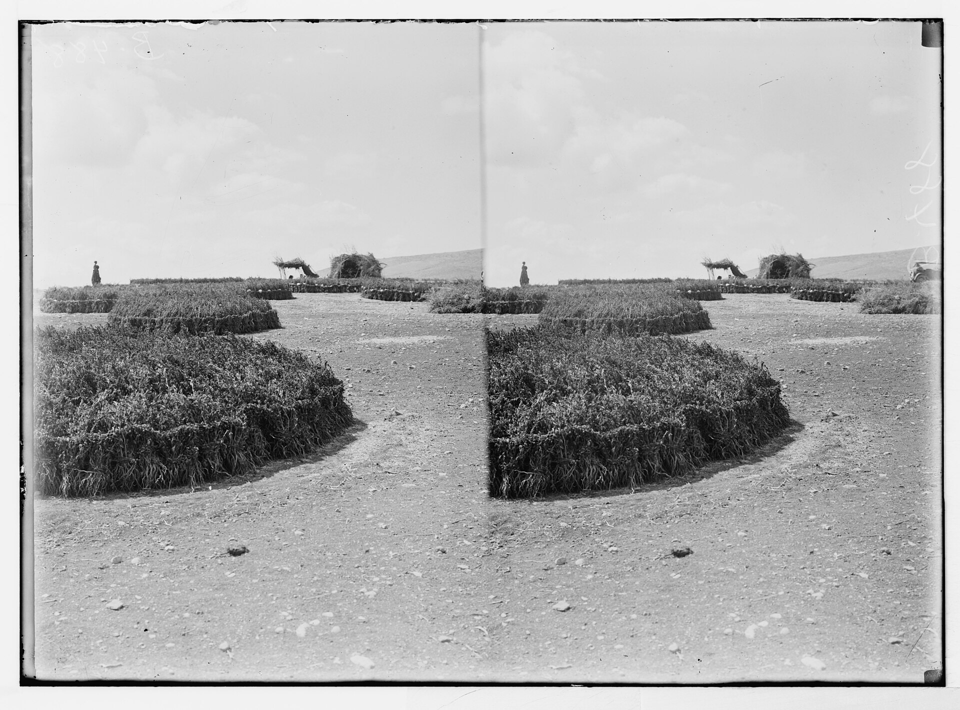Title: Economic plants. Curing sesame (Sesamum indicum L.) Abstract/medium: G. Eric and Edith Matson Photograph Collection Physical description: 1 negative :
