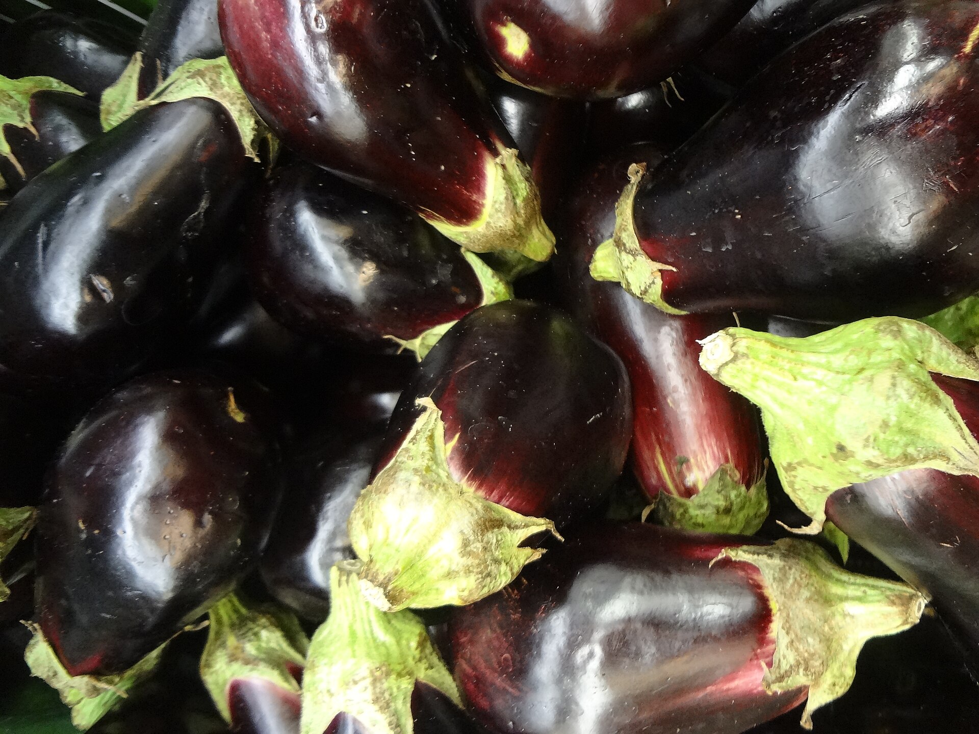 Eggplant (Solanum melongena) Photography by David Adam Kess