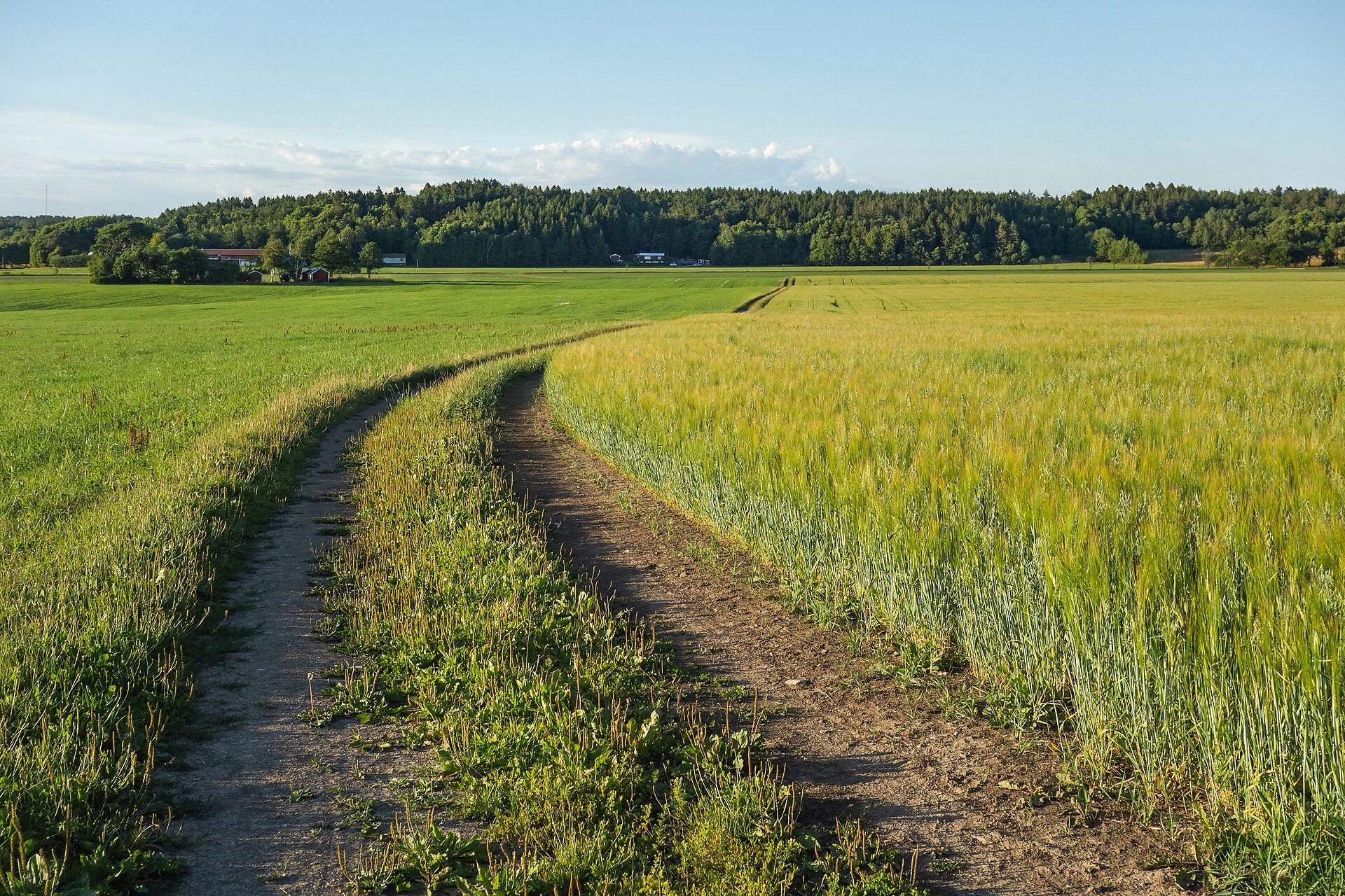 A field with mixed intercropping of oat (Avena sativa) and rye (Secale cereale) in Brastad, Lysekil Municipality, Sweden. The track by the field is abundant with broadleaf plantain (Plantago major). The left field has grass for silage.