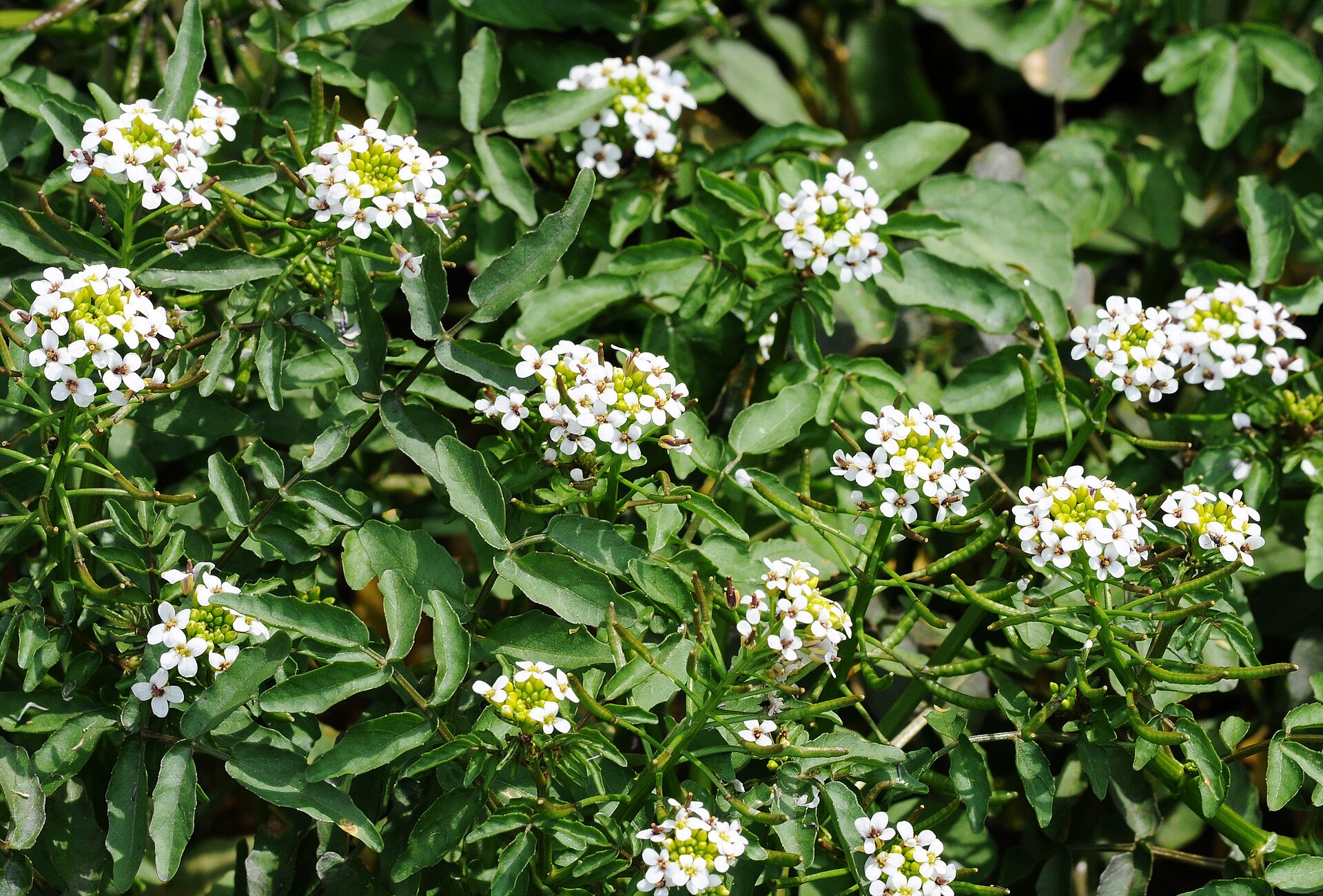 Flowers of Watercress plant (Nasturtium officinale). Adana, Turkey.