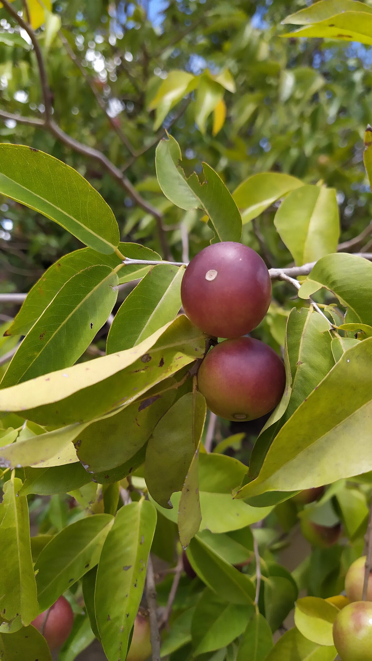 Frutos maduros da planta Camucamu (Myrciaria dubia)encontrada no Rio Branco no estado de Roraima perto do município de Caracaraí.