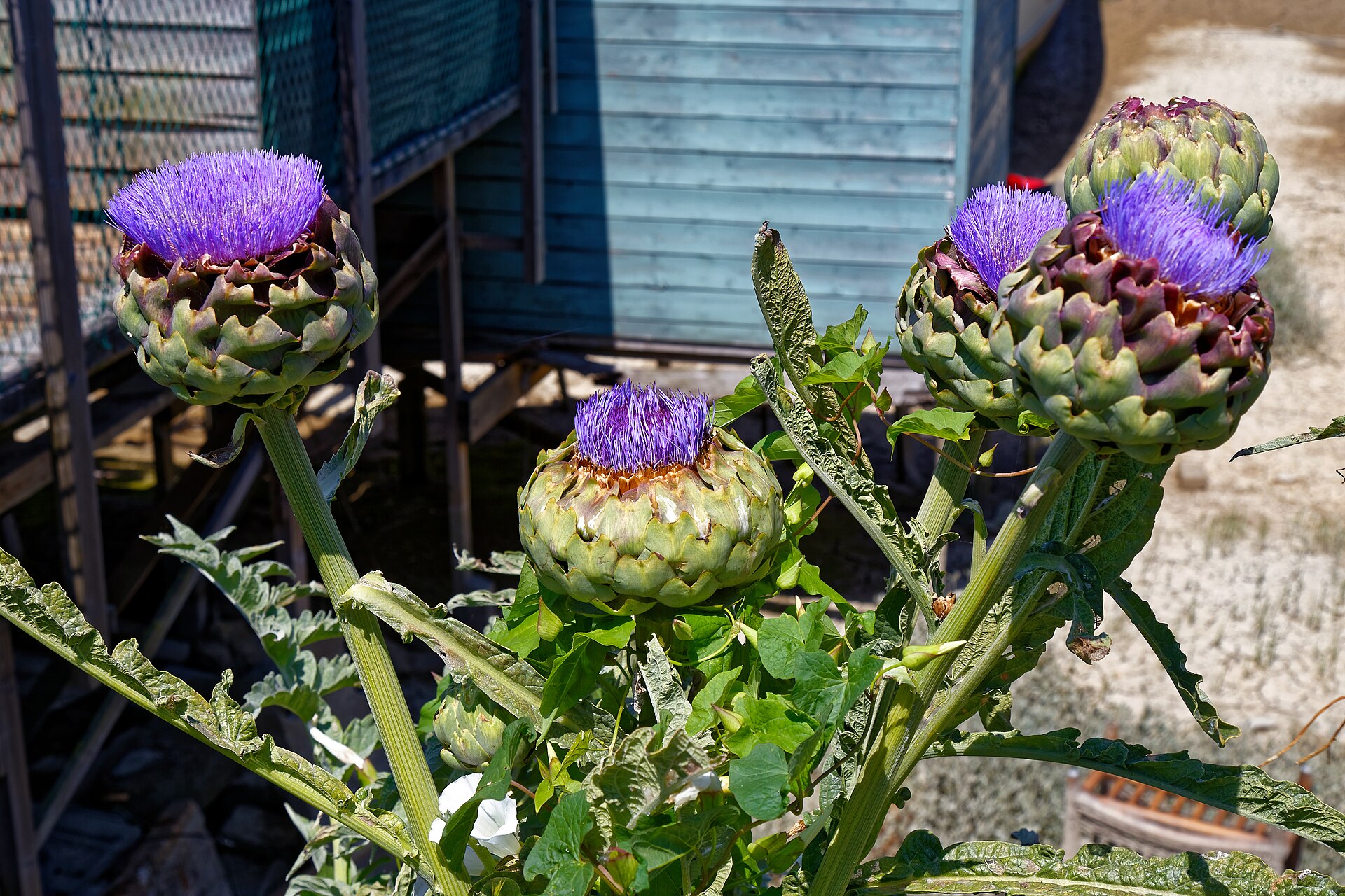 A globe artichoke, Cynara cardunculus var. scolymus, at Riverside Moorings, a houseboat moorings which has become a tourist attraction, along the southern tidal mud flats of the River Adur, and off a riverbank footpath adjacent to Riverside Road and Beach Green in Shoreham-by-Sea, West Sussex, England.The boats, some of which are retired military ships, have been converted into 'artworks' by the addition of second hand vehicles, other boats and detritus, and are quarters for living and renting.Camera: Canon EOS 6D with Canon EF 24-105mm F4L IS USM lens.Software: file lens-corrected and optimized with DxO OpticsPro 10 Elite and Viewpoint 2, and further optimized with Adobe Photoshop CS2.