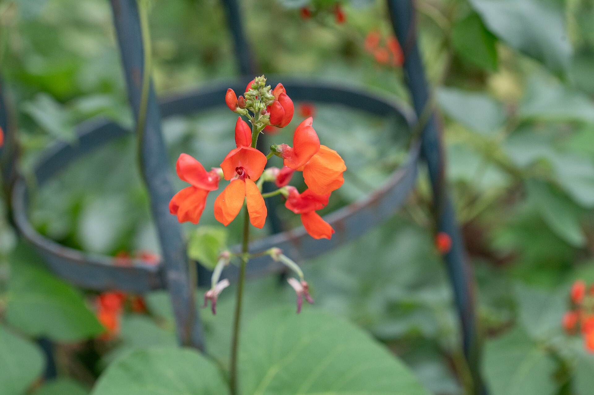 Haricot d'Espagne (Phaseolus coccineus) au jardin botanique Jean-Marie Pelt de Villers-lès-Nancy.
