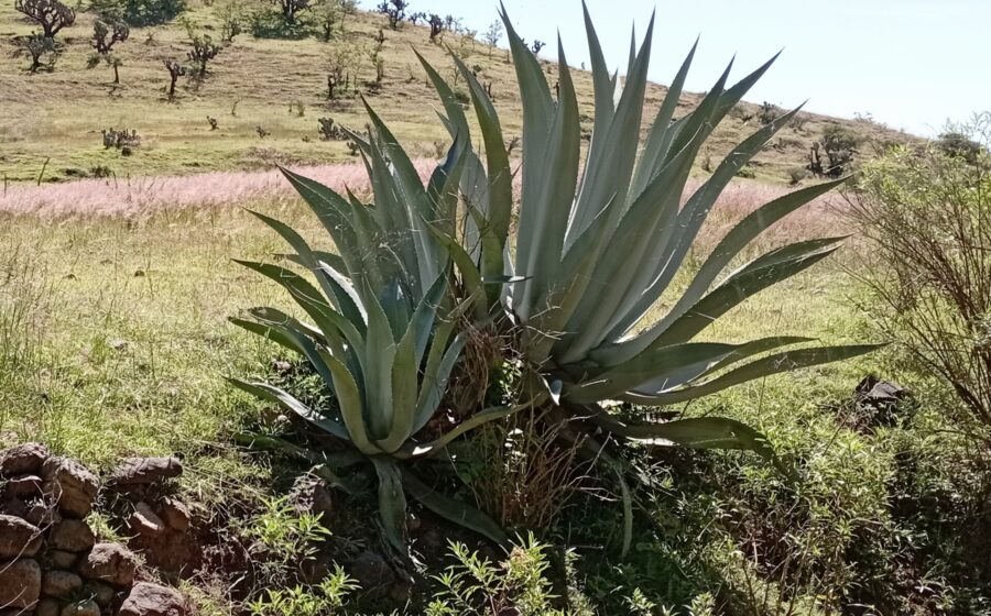 Agave americana (Familia: Asparagaceae). Planta vista en el municipio de Dolores Hidalgo, Guanajuato, México. Nombres comunes: acibara, agave, alcibara, alcibarón, alcimara, alcimarón, aloe, aloe americana, aloe americano, alzabara, alzavara, arroqueño, arzabara, arzabarón, atzahara, atzavara, azabara, azabarón, cabuyá, cardón, cimbara, donarda, figarasa, ágave, javila, magüey, maguey, metl, pita, pitaca, pitacón, pitaco, pita común, pitera, pitón, sábila, zabilla, zzábila azul champagra del Perú, caraguatá del Paraguay, cardal del Paraguay, cocuí de Venezuela, champa de Loja, champagra azul del Perú, chuchau del Perú, cucuí de Venezuela, henequén de la isla de Santo Domingo, mezcal de las Californias, nequen de la isla de Santo DDomingo maguey amarillo, maguey blanco, galime, tepehuán.