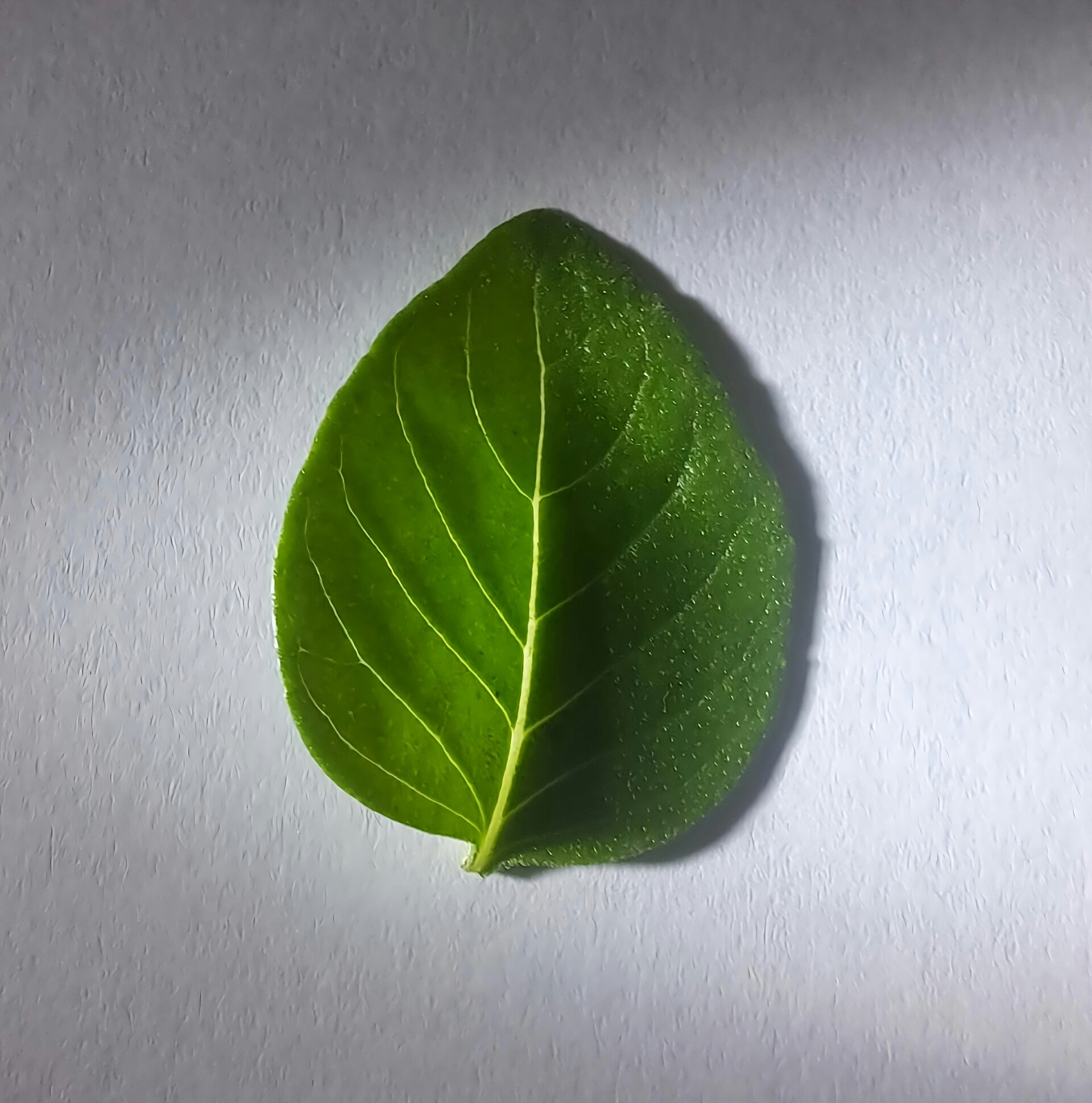 An Ocimum Basilicum leaf in a white backgroung lighted by the left.