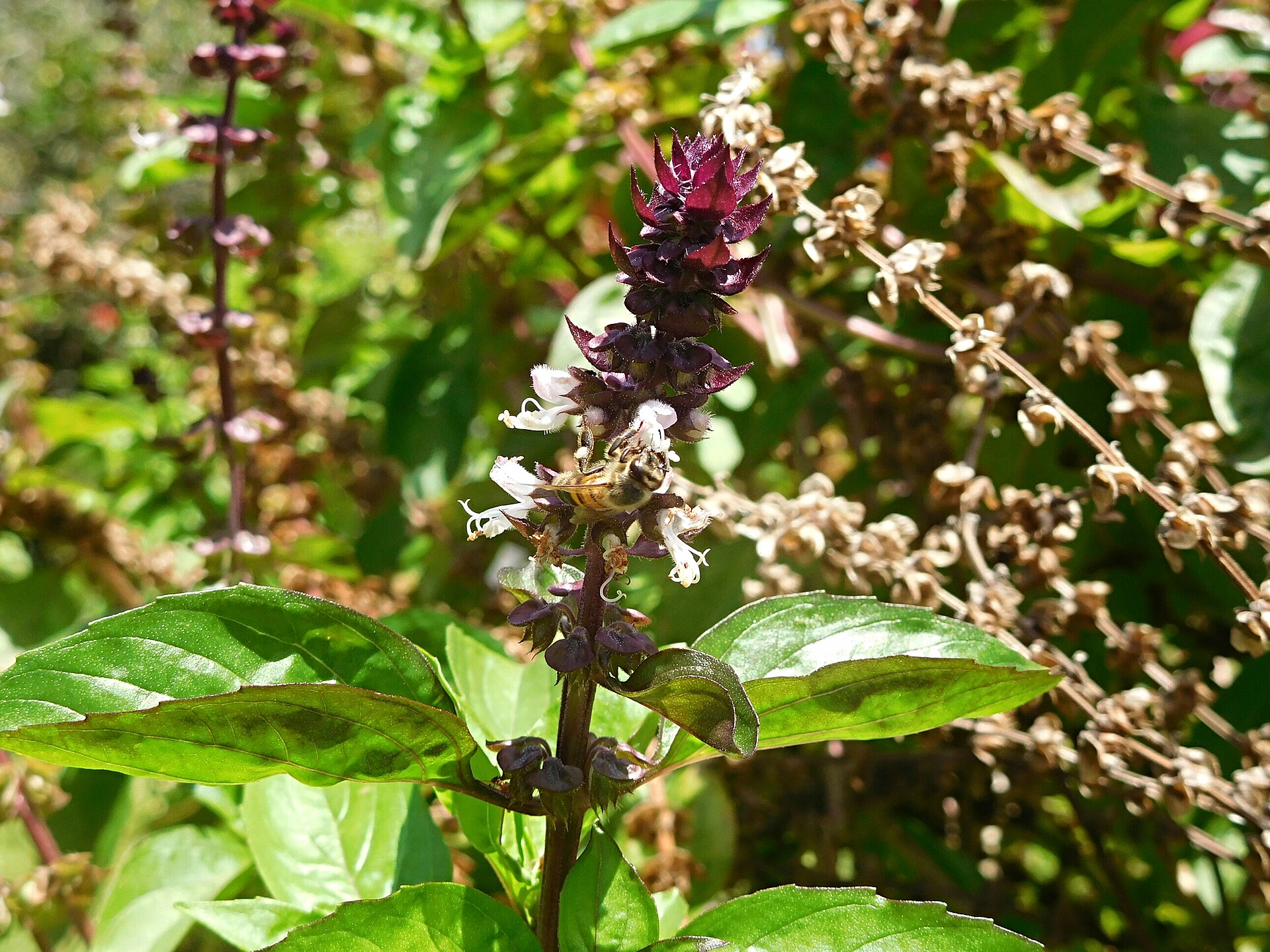 Fleur et feuilles de Basilic