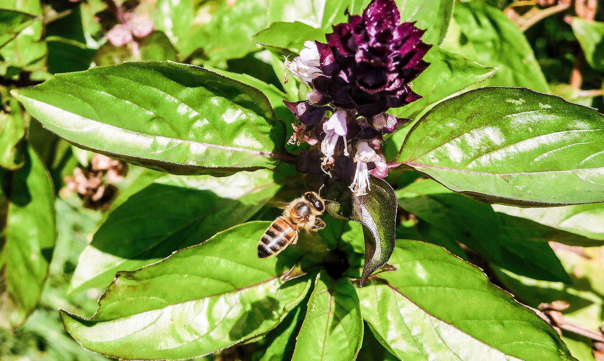 Fleur et feuilles de Basilic