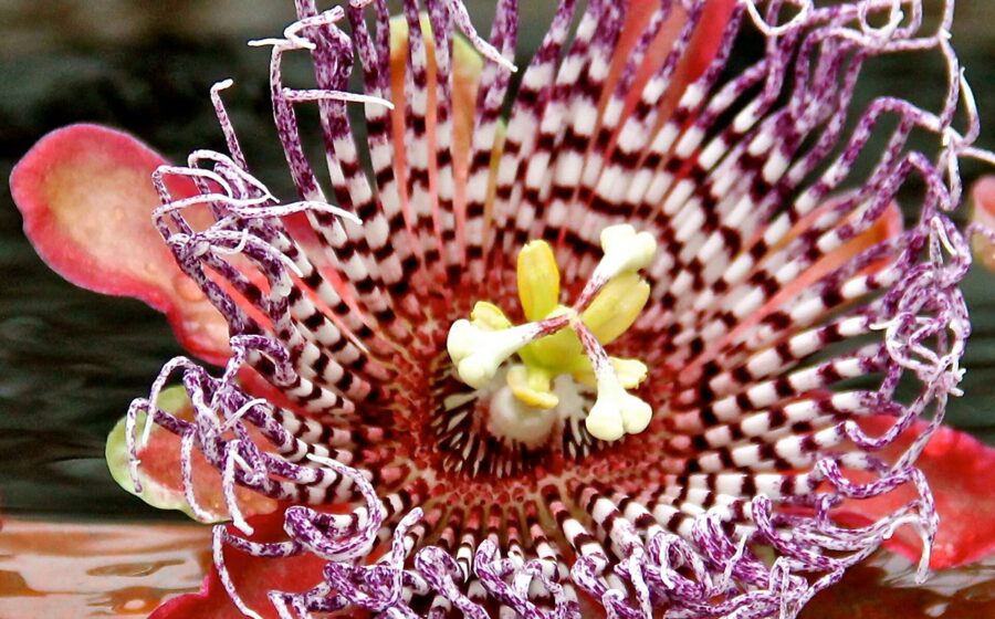 Flower found in the Plant Exploration Room at the US Botanic Garden Conservatory.