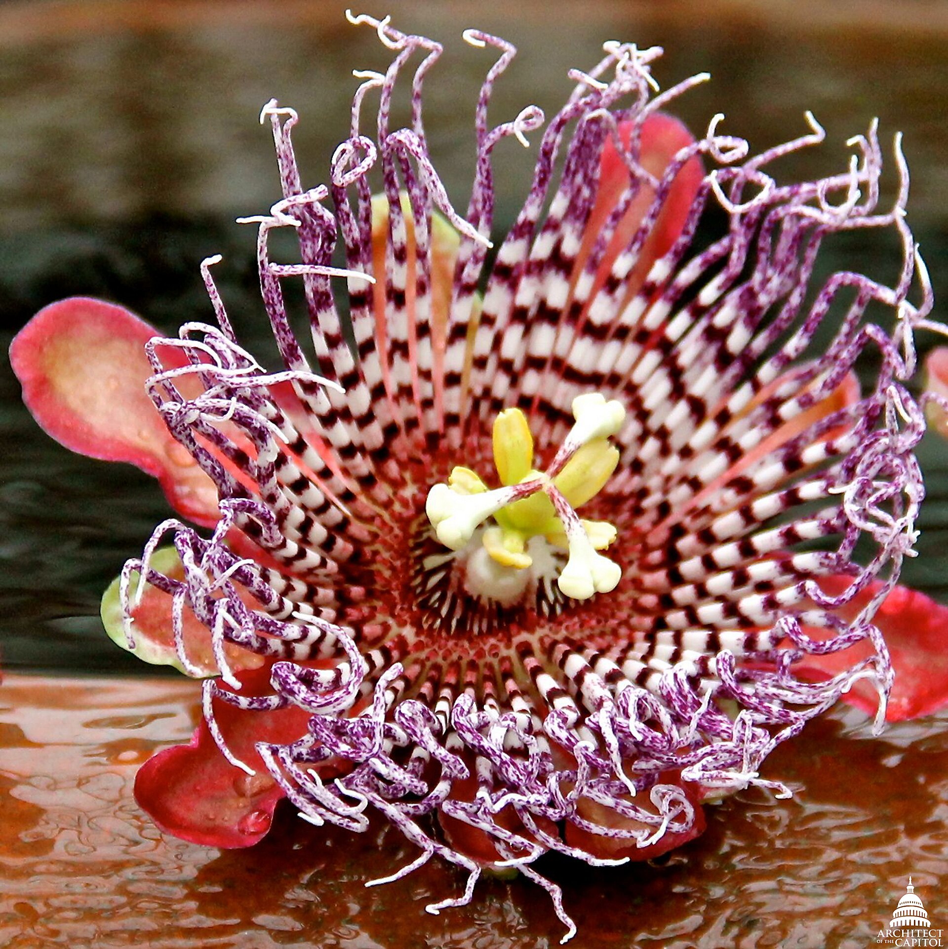 Flower found in the Plant Exploration Room at the US Botanic Garden Conservatory.
