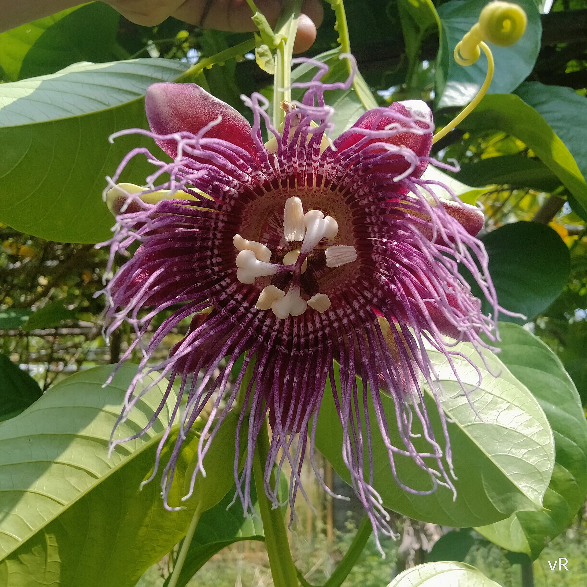 Passiflora quadrangularis, the giant granadilla flower