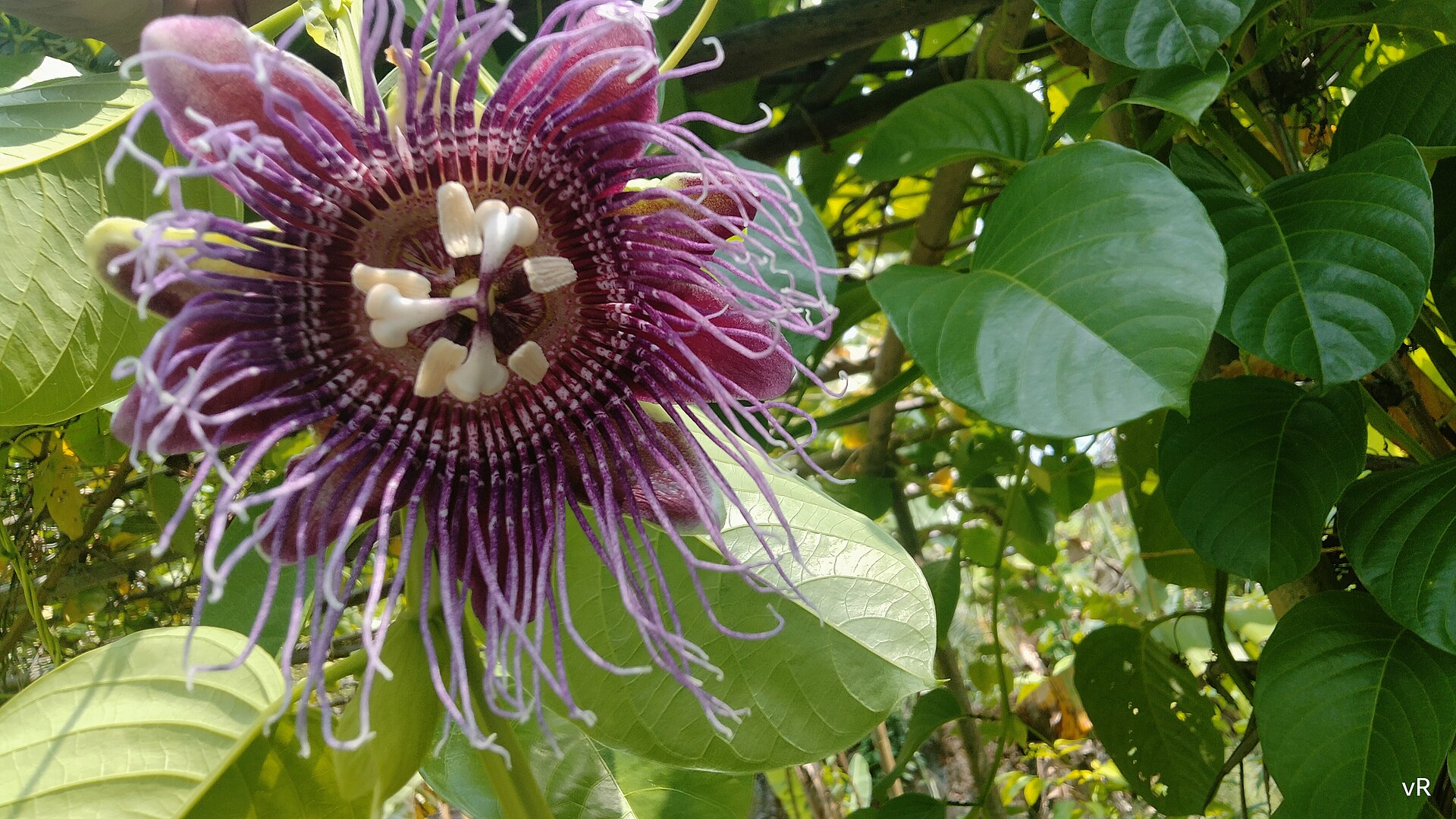Passiflora quadrangularis, the giant granadilla flower