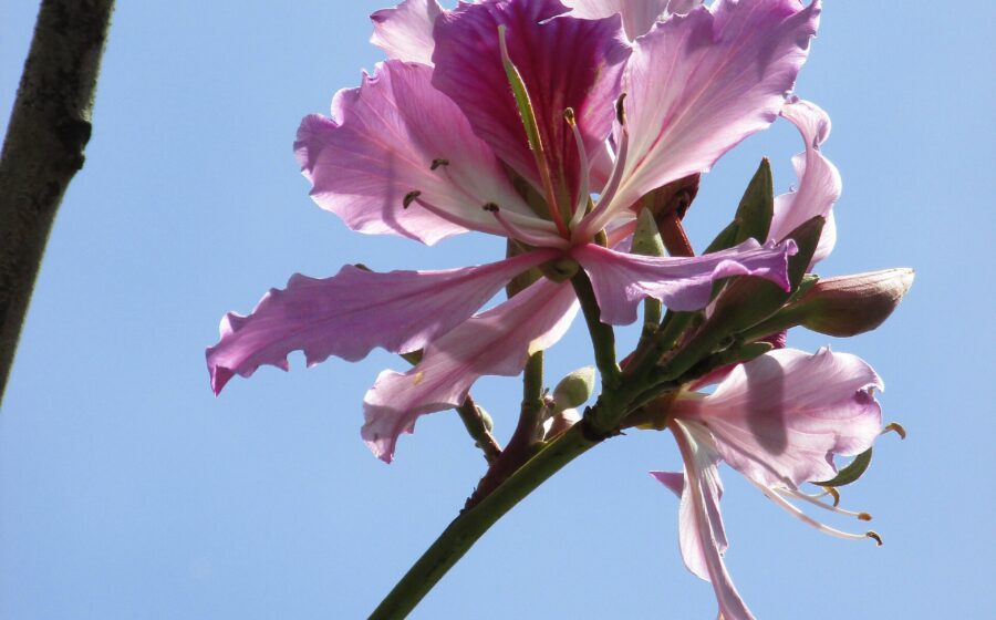 La Pata de Vaca o Árbol de las Orquídeas (Bauhinia variegata), una especie introducida de origen asiático, es uno de los árboles ornamentales frecuentemente utilizados para adornar jardines, avenidas, plazas y otros lugares públicos del país.