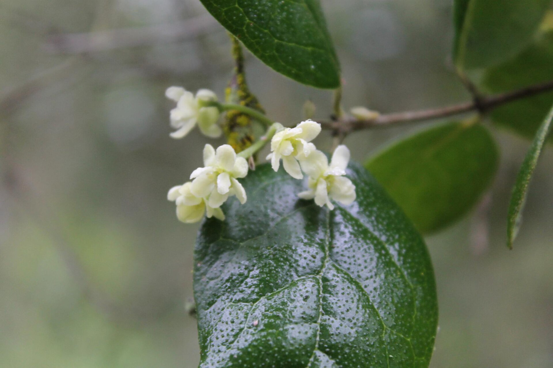 The protolog of "boldo" by Molina does not indicate dioecious species, however boldo if it is a dioecious diclino tree, as Claude Gay and Karl Reiche indicates, ie, trees with male flowers (male) other than trees with female flowers ( females). The inflorescences of trees females are smaller, less flowers than those of males and as far as I could see the trees females are more sparse cups, of smaller leaves and are more scarce than males, at least in northern distribution El protologo del "boldo" escrito por Molina no indica dioecia de la especie, sin embargo el boldo si es un árbol diclino dioico, como indica Gay y Reiche, es decir, árboles con flores masculinas (machos) distintos de árboles con flores femeninas (hembras). Las inflorescencias de los árboles hembras son mas pequeñas, de menos flores que las de los árboles machos y hasta donde he podido ver los árboles hembras son de copas mas ralas, de hojas mas pequeñas y son mas escasos que los machos, por lo menos en la zona norte de distribución