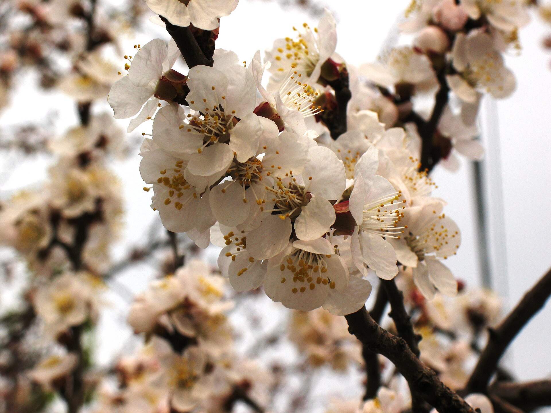 Prunus armeniaca flowers in Kharkiv. April 27, 2011.