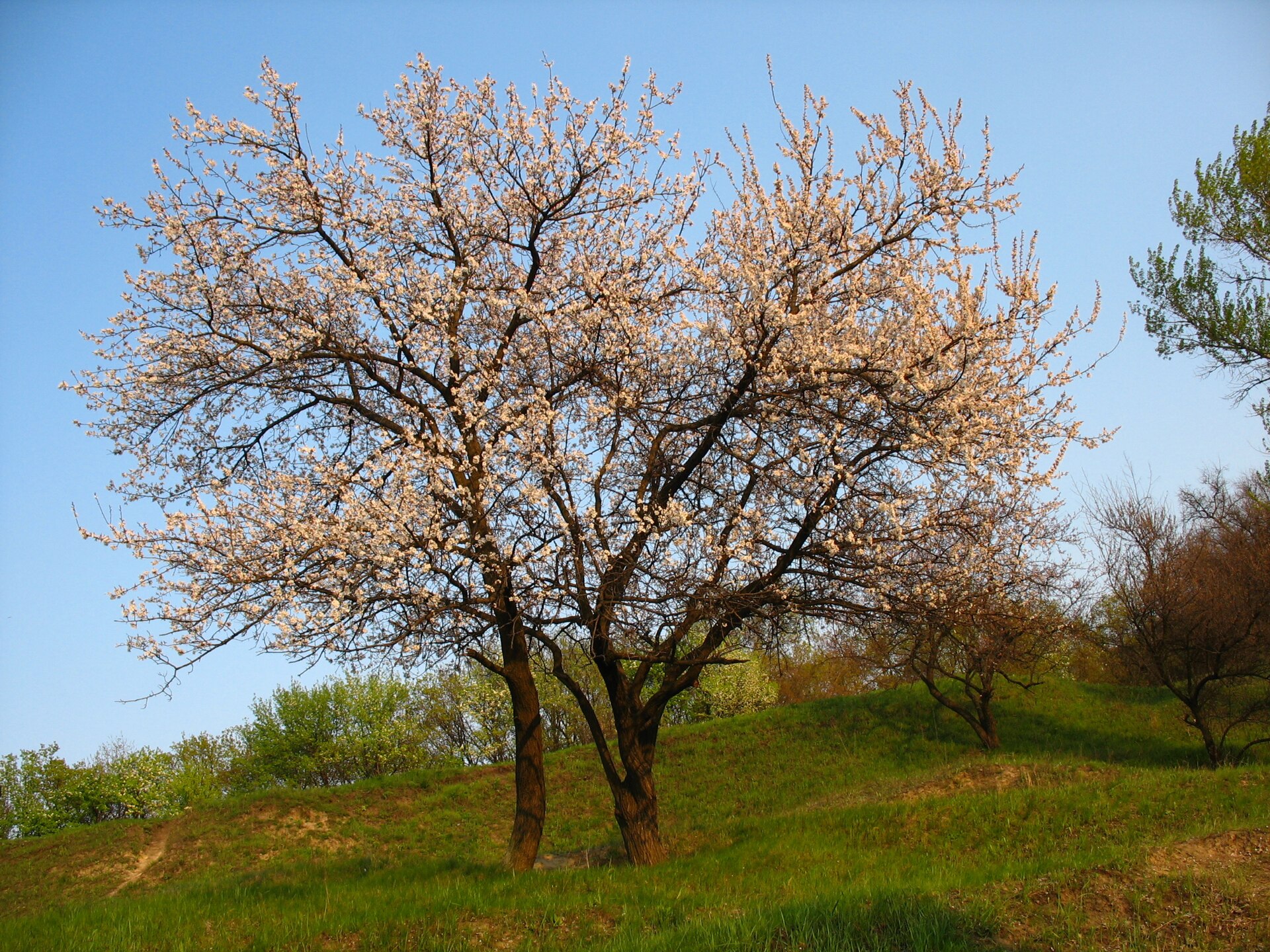 Blooming tree of Prunus armeniaca in Ukraine