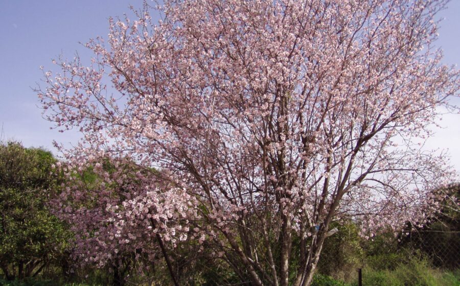 Almond tree in flower