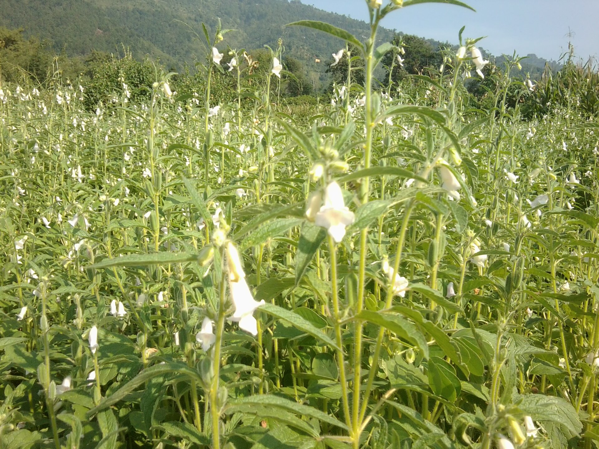 Sesamum indicum in Panchkhal Valley in Nepal.