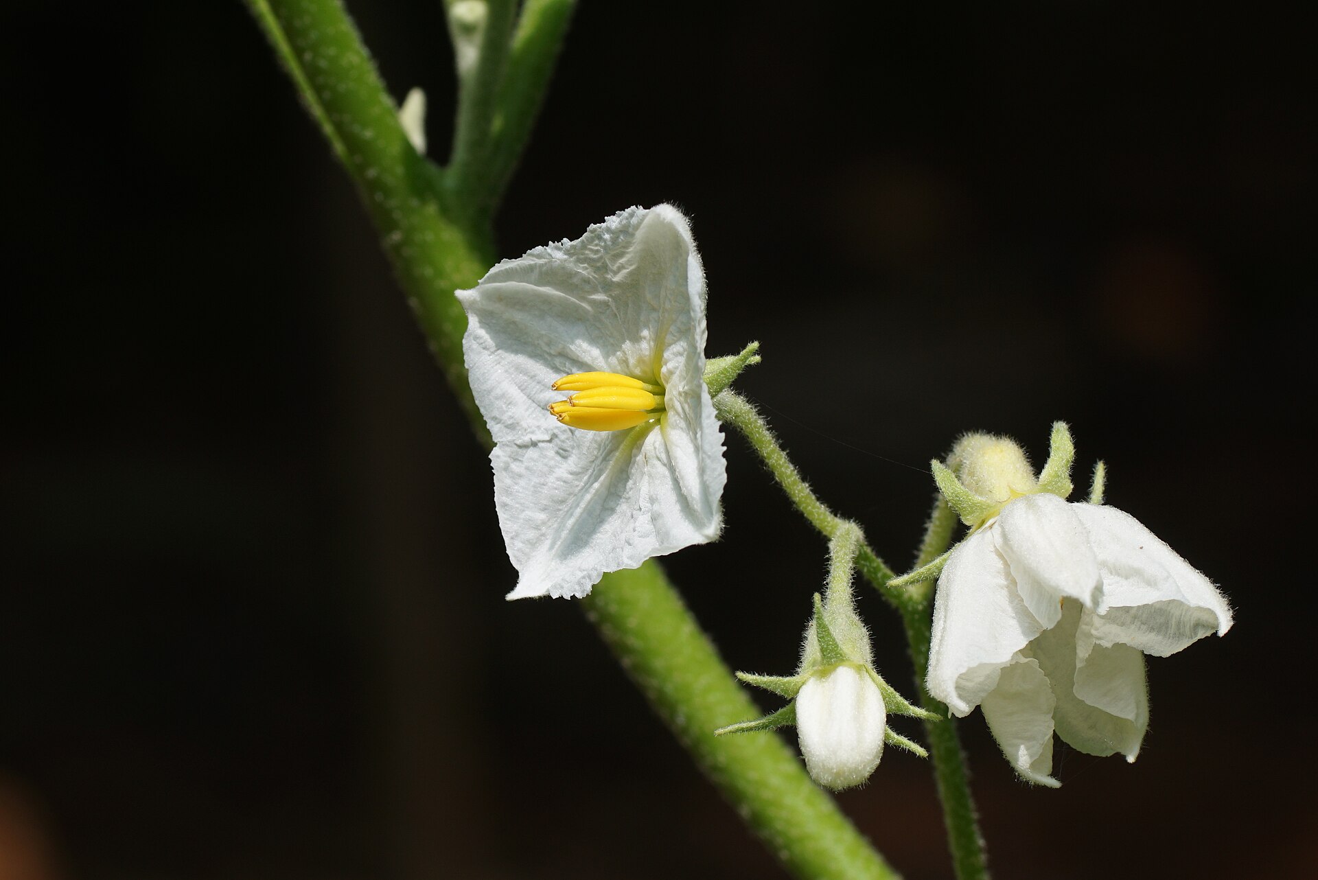 Solanum melongena