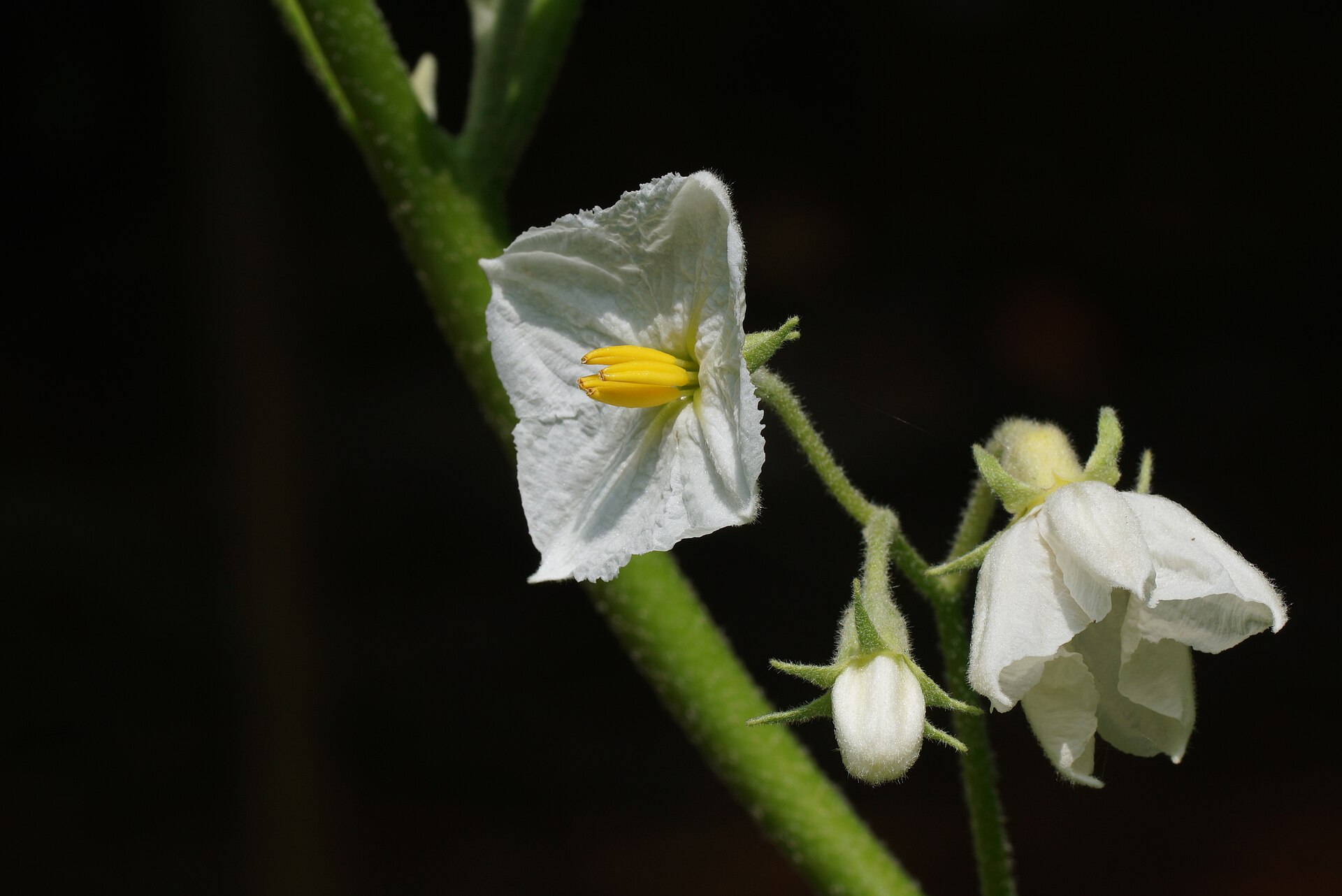 Solanum melongena
