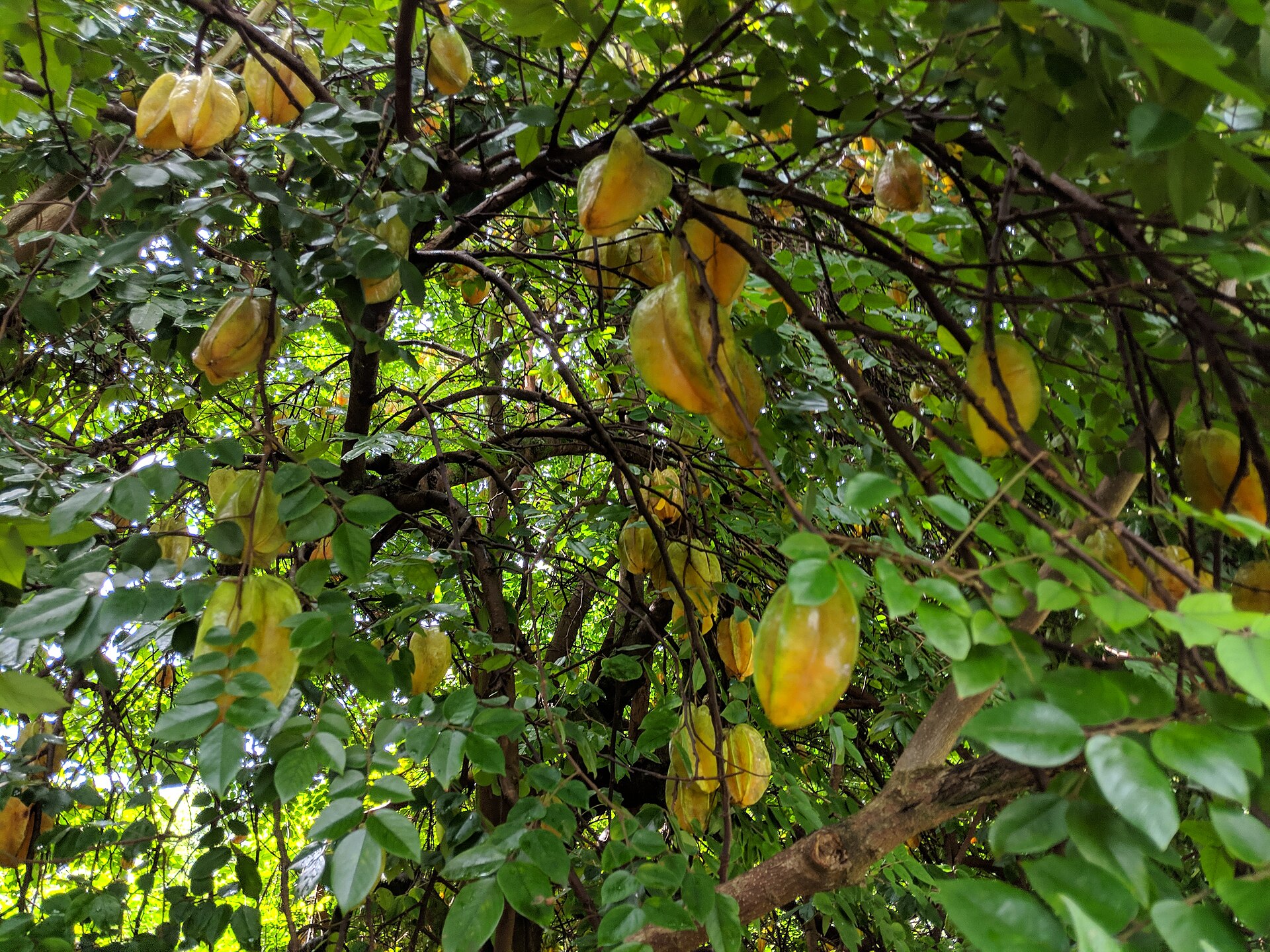 A starfruit tree in Papa'ikou, Hawaii, with half-ripe fruits.