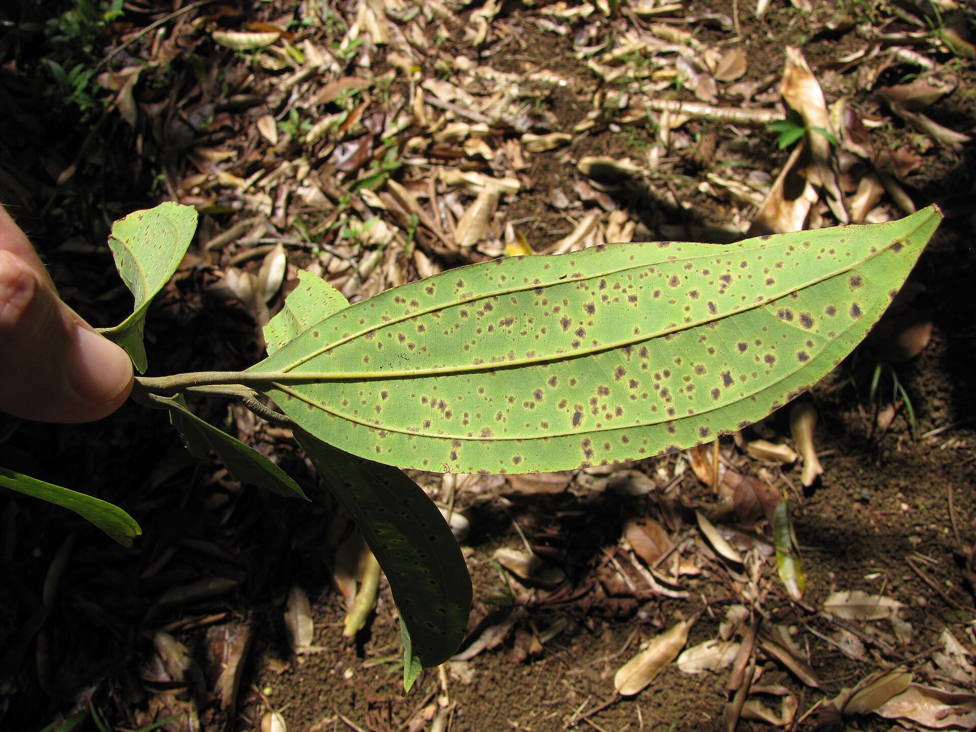 Cinnamomum verum (Cinnamon) Leaves at Garden of Eden Keanae, Maui, Hawaii. March 30, 2011 #110330-4061 Image Use Policy
