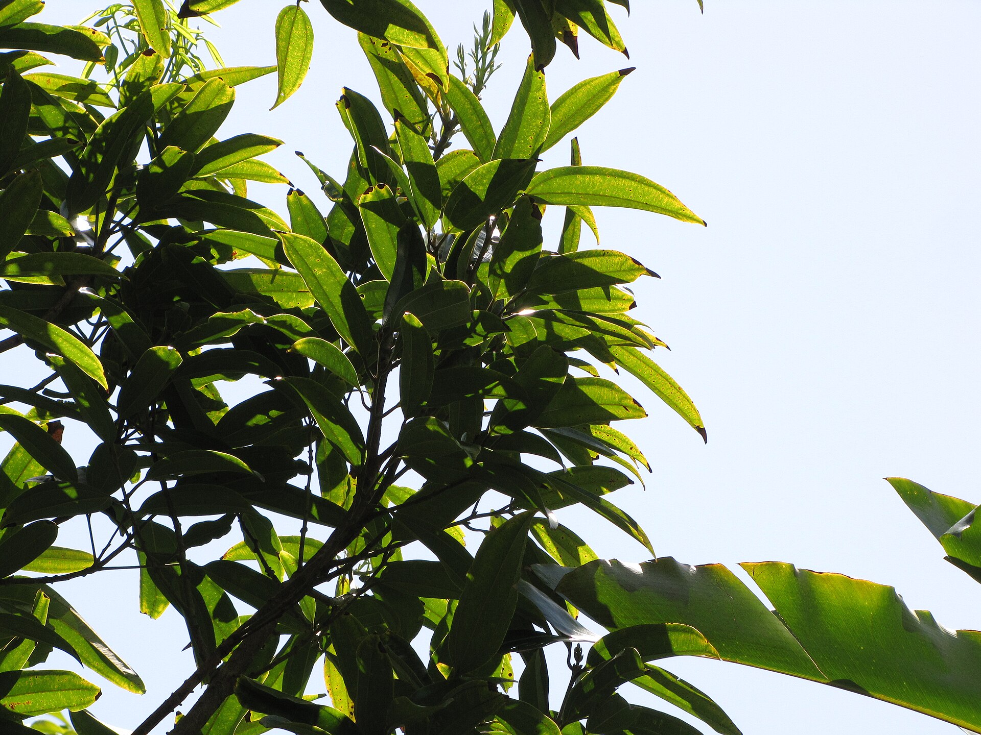 Cinnamomum verum (Cinnamon) Leaves at Garden of Eden Keanae, Maui, Hawaii. March 30, 2011 #110330-4082 Image Use Policy