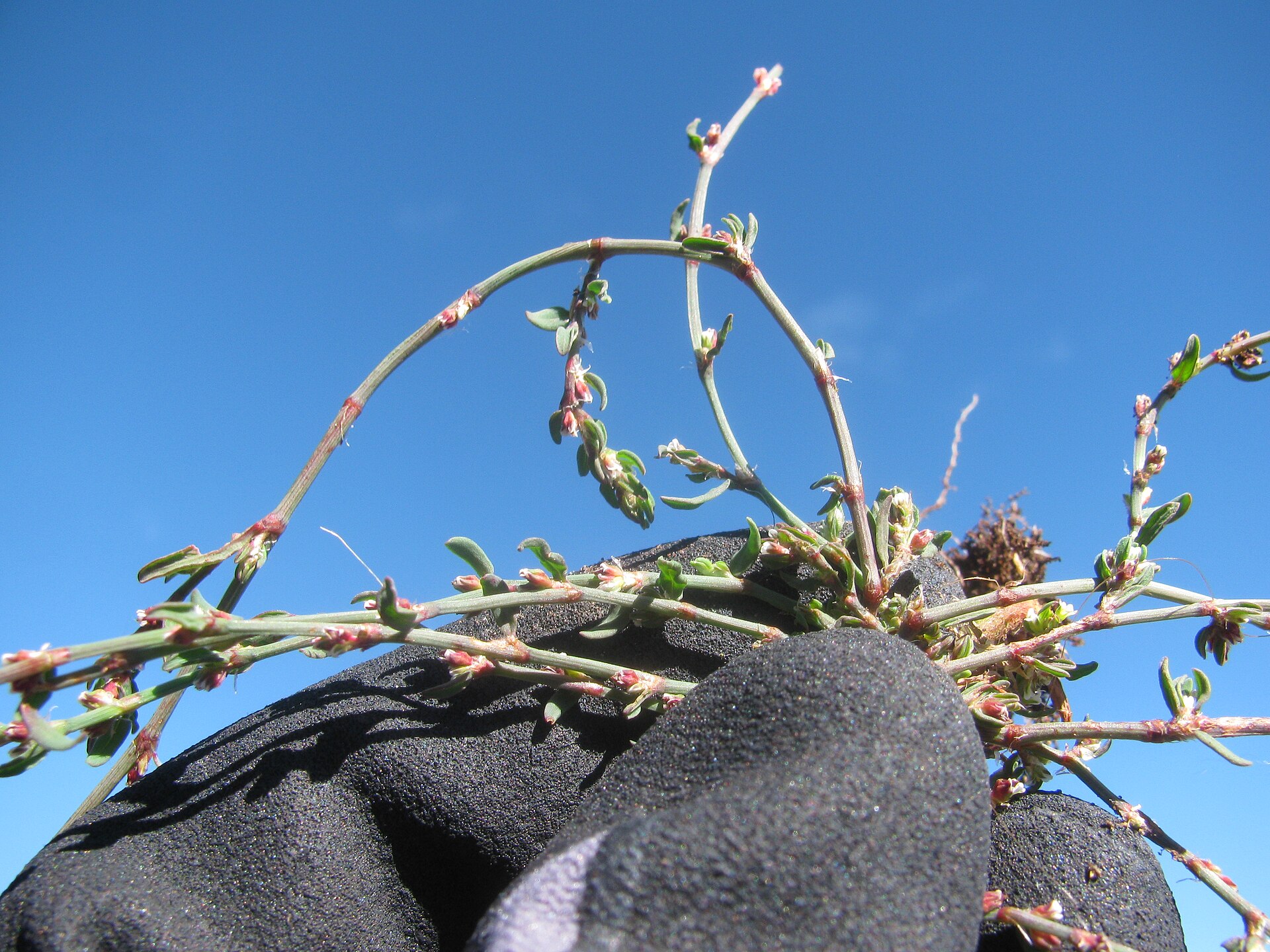 Polygonum aviculare (Polygonum) Habit at Summit Haleakala National Park, Maui, Hawaii. August 01, 2013 #130801-2795 Image Use Policy
