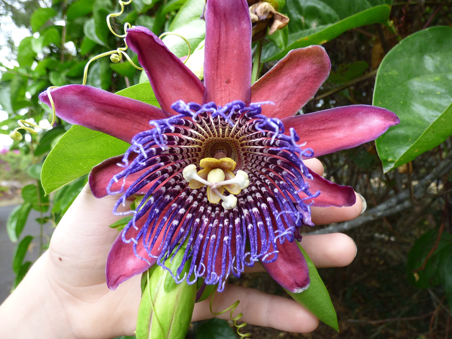 Passiflora quadrangularis (Giant granadilla) flower at Enchanting Floral Gardens of Kula, Maui, Hawaii. August 11, 2015 #150811-0580 Image Use Policy