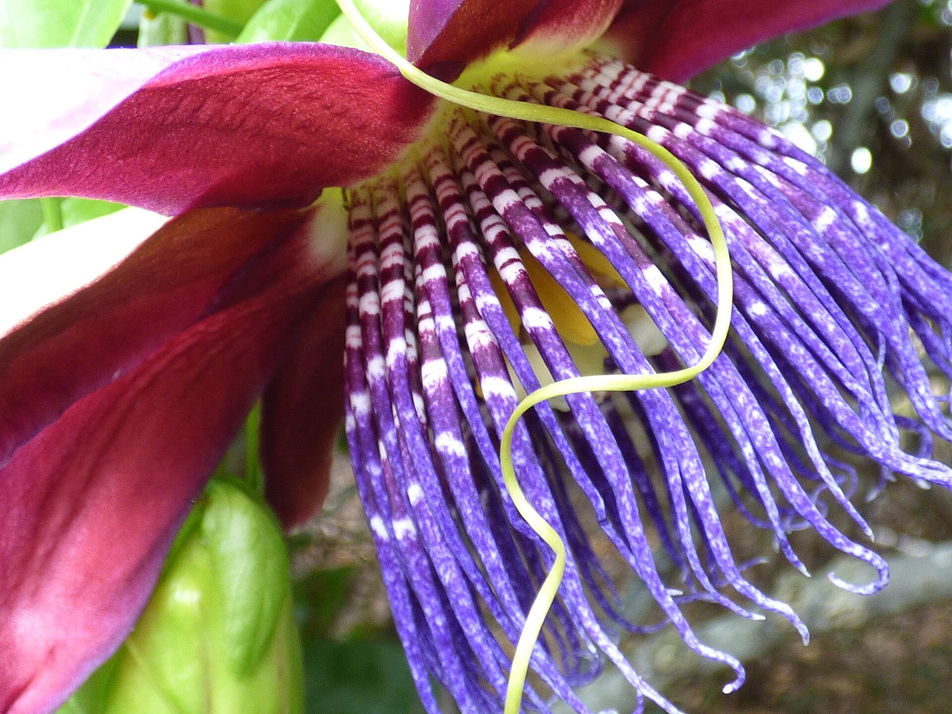Passiflora quadrangularis (Giant granadilla) flower at Enchanting Floral Gardens of Kula, Maui, Hawaii. August 11, 2015 #150811-0587 Image Use Policy