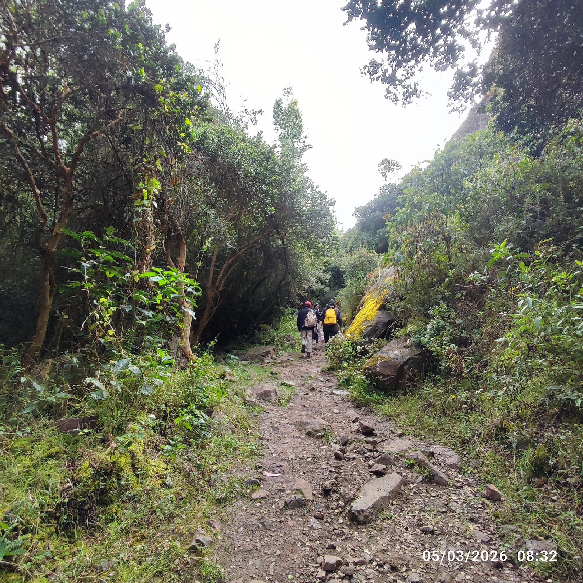 The picture depicts this natural landscape in the private conservation area called Suttoc Pacha, located in Urubamba province of the Cusco region, that belong to Peru. On the pathway to Chupani, an archaeological site, we can appreciate a glamorous forest where maintain antiques trees, unique species of flowers and alongside its clear river with rocks of various sizes scattered along its bed and riverbanks. This dense forest, characterized by countless tall, slender trees, some of them are yellow colored bark species such as Arrayan (Luma apiculata) and other Andean native trees for instance, Queuña (polylepis), Aliso (Alnus acuminata), Chachacomo (Escallonia resinosa), etc. On this dirt and rock path winding through a dense forest, it is usually used by backpackers who frequently practice hiking and trekking who head up to Lares. Due to the dense foliage that creates areas where the light and shadow interplay, enhancing the sense of depth and mystery within the forest.
