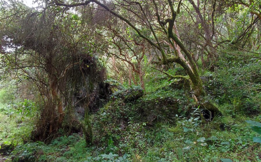 The picture depicts this natural landscape in the private conservation area called Suttoc Pacha, located in Urubamba province of the Cusco region, that belong to Peru. On the pathway to Chupani, an archaeological site, we can appreciate a glamorous forest where maintain antiques trees, unique species of flowers and alongside its clear river with rocks of various sizes scattered along its bed and riverbanks. This dense forest, characterized by countless tall, slender trees, some of them are yellow colored bark species such as Arrayan (Luma apiculata) and other Andean native trees for instance, Queuña (polylepis), Aliso (Alnus acuminata), Chachacomo (Escallonia resinosa), etc. On this dirt and rock path winding through a dense forest, it is usually used by backpackers who frequently practice hiking and trekking who head up to Lares. Due to the dense foliage that creates areas where the light and shadow interplay, enhancing the sense of depth and mystery within the forest.