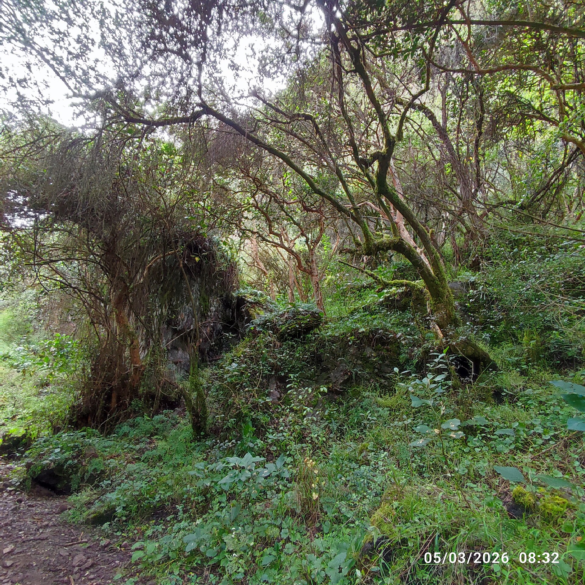 The picture depicts this natural landscape in the private conservation area called Suttoc Pacha, located in Urubamba province of the Cusco region, that belong to Peru. On the pathway to Chupani, an archaeological site, we can appreciate a glamorous forest where maintain antiques trees, unique species of flowers and alongside its clear river with rocks of various sizes scattered along its bed and riverbanks. This dense forest, characterized by countless tall, slender trees, some of them are yellow colored bark species such as Arrayan (Luma apiculata) and other Andean native trees for instance, Queuña (polylepis), Aliso (Alnus acuminata), Chachacomo (Escallonia resinosa), etc. On this dirt and rock path winding through a dense forest, it is usually used by backpackers who frequently practice hiking and trekking who head up to Lares. Due to the dense foliage that creates areas where the light and shadow interplay, enhancing the sense of depth and mystery within the forest.