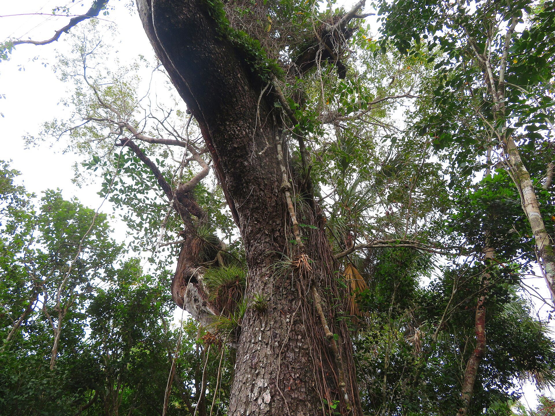Mahogany Tree, Mahogany Hammock Trail, Everglades National Park, Florida