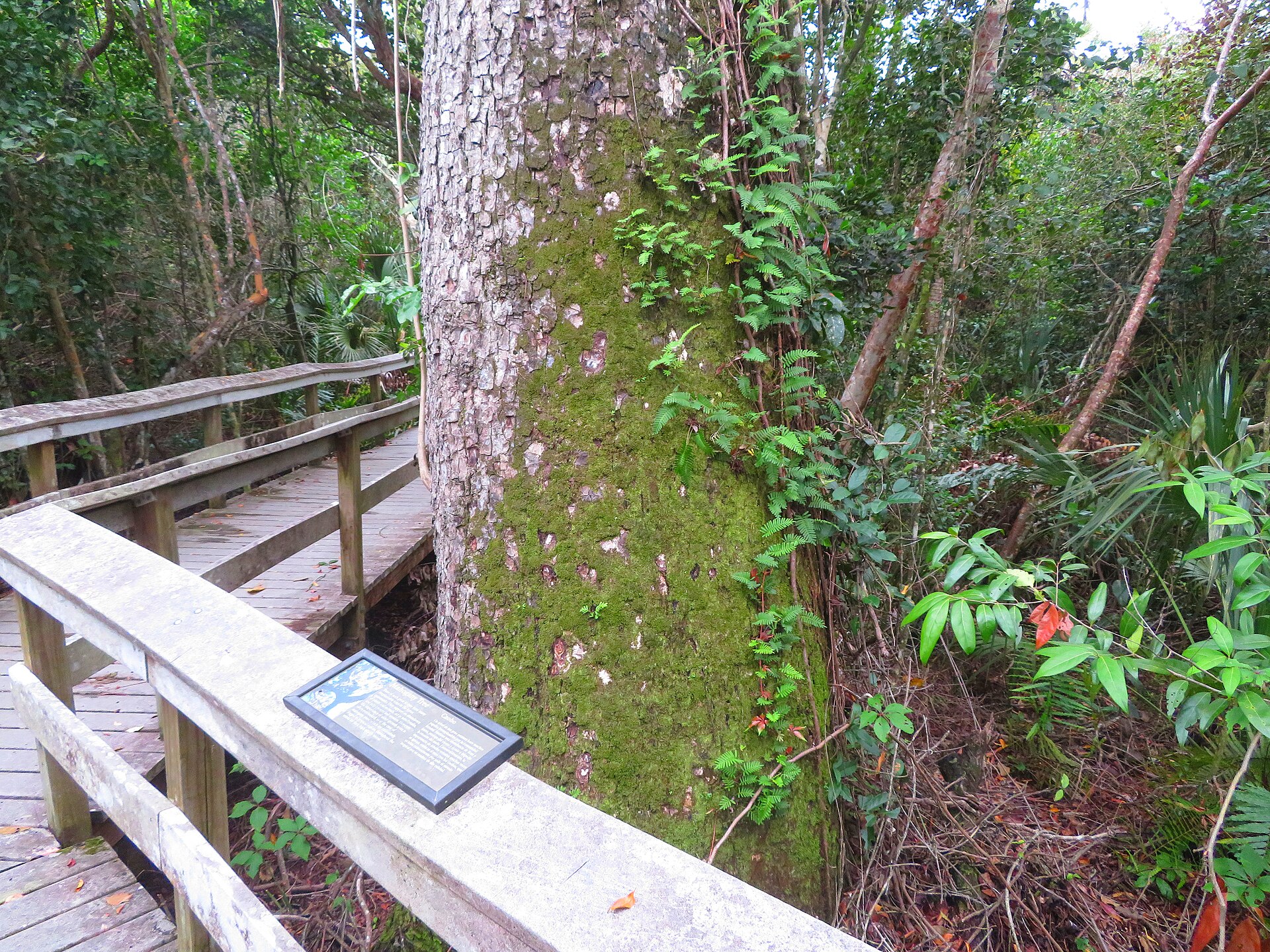 Mahogany Tree, Mahogany Hammock Trail, Everglades National Park, Florida