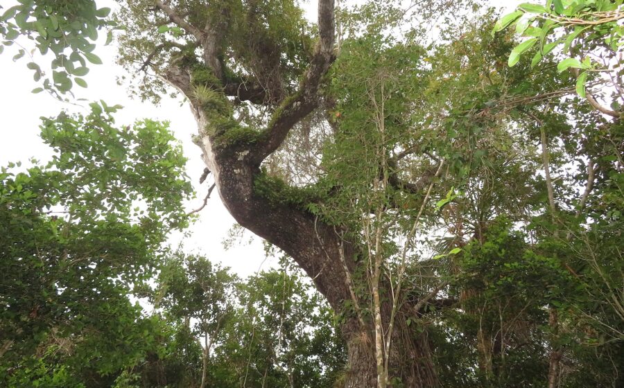 Mahogany Tree, Mahogany Hammock Trail, Everglades National Park, Florida
