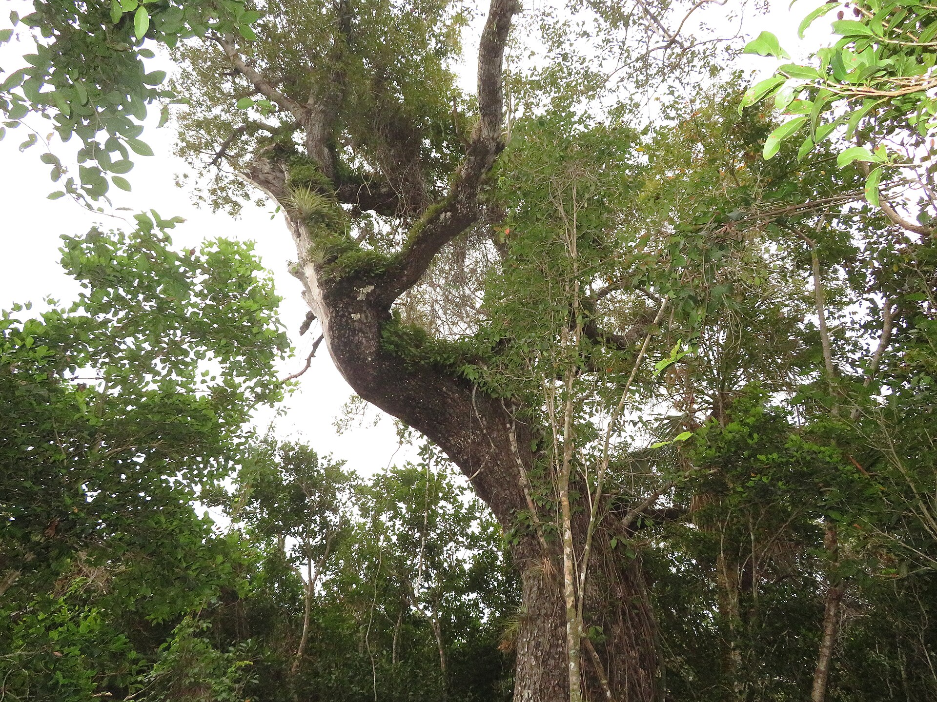 Mahogany Tree, Mahogany Hammock Trail, Everglades National Park, Florida