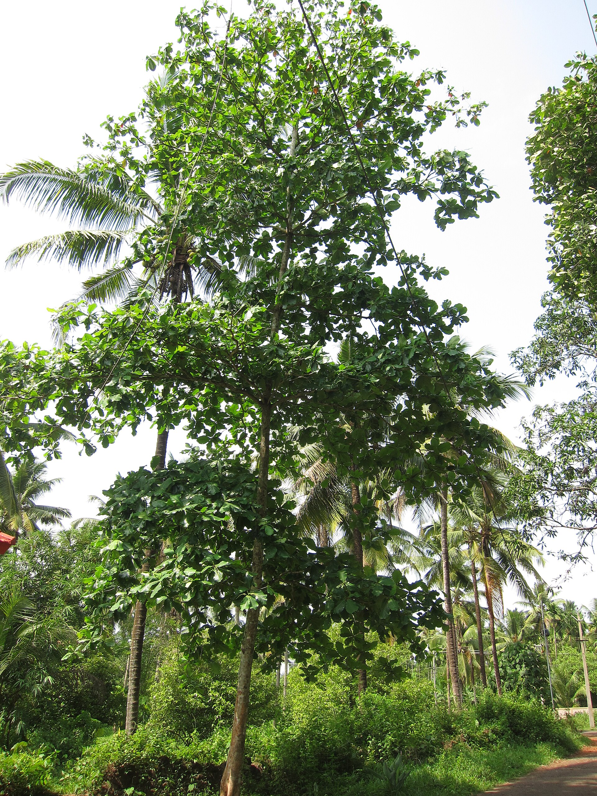 Terminalia Catappa, Indian Almond - ഇന്ത്യൻ ബദാം , മലബാർ ബദാം, ബംഗാൾ ബദാം, തല്ലിത്തേങ്ങ Ketapang (Indonesian), Bengal almond, Singapore almond, Ebelebo, Malabar almond, Indian almond, Tropical almond, Sea almond, Beach Almond, Talisay tree, Umbrella tree, Abrofo Nkatie (Ghana), Tavola (Fiji), "Castanhola" (Northeastern Brazil), Zanmande (creole) and kotōl (Marshallese).