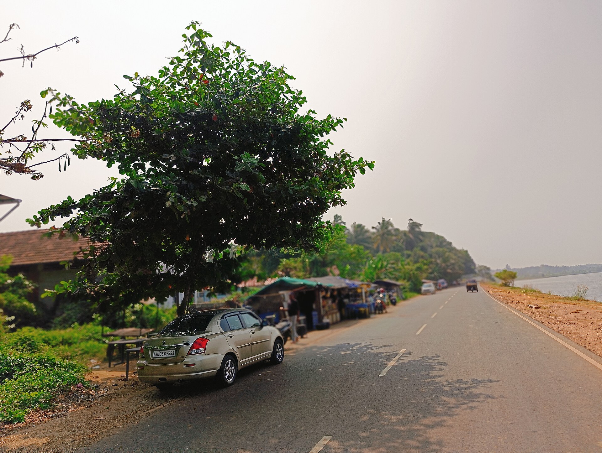 Indian almond Plant / Malabar almond / Beach almond / False kamani in Eswaramangalam Ponnani Malappuram Kerala India.