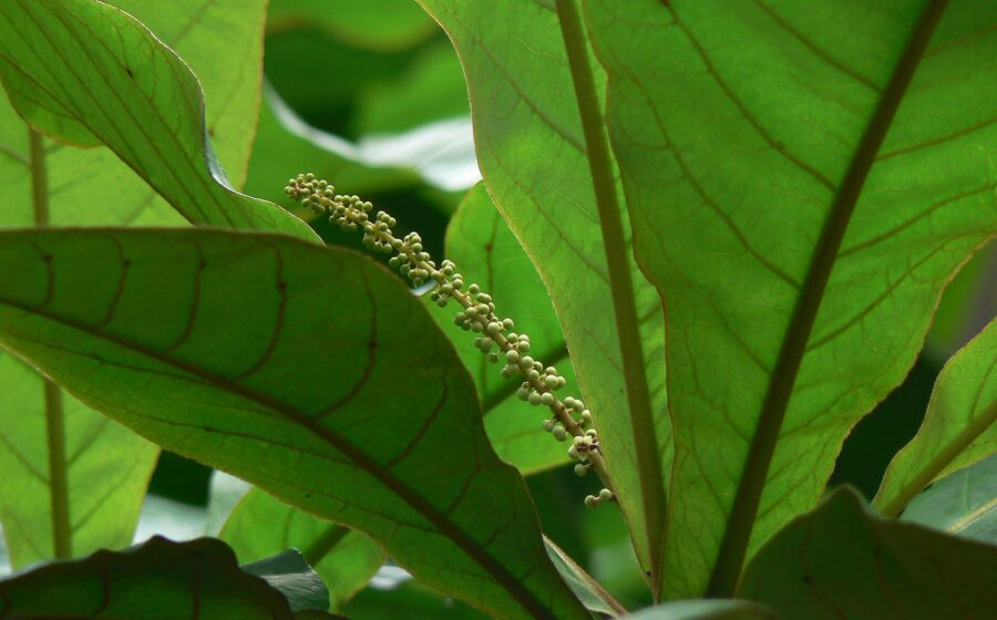 Combretaceae (rangoon creeper family) » Terminalia catappa ter-min-NAY-lee-uh -- from the Latin terminus (end), referring to leaves at end of shoots kuh-TAP-uh -- from the Malayan name for the Indian Almond commonly known as: Bengali: badam • Burmese: badan • Chinese: 榄仁树 lan ren shu, 欖仁 lan ren (Taiwan) • Dutch: wilde amandel • English: atafa, Barbados almond, bastard almond, Bengal almond, country almond, demarara almond, false kamani, Fijian almond, Indian almond, Java almond, Malabar almond, Malay almond, myrobalan, sea almond, Singapore almond, story tree, tavola nut, tropical almond, umbrella tree, West Indian almond, white bombway, wild almond • French: amandier des antilles, amandier des Indes, amandier de l'Inde, amandier tropical, badamier • German: indischer mandelbaum, katappenbaum, seemandelbaum, seemandelbaumblätter • Hindi: बादाम badam, देसी बादाम desi-badam, जंगली बादाम jangli-badam • Japanese: コバテイン kobatein, モモタマナ momo tamana • Kannada: taree • Malay: ketapang • Marathi: बादाम badam, बंगाली बादाम bengali badam • Nepalese: kaathe badaam • Portuguese: amendoeira da India • Russian: Терминалия катаппа • Sanskrit: बाताम batam, ingudi, tailaphala • Spanish: almendro de la India • Tamil: இங்குதி inguti, nattu-vadam, saraparuppu, vatha-kottai • Telugu: బాదము badamu • Thai: หูกวาง hu kwang • Vietnamese: bàng • and, other names: almendras, amandier de Cayenne, kobateishi Origin: India ... the greenish-white female and male flowers are on the same tree; these flowers are inconspicuous ...