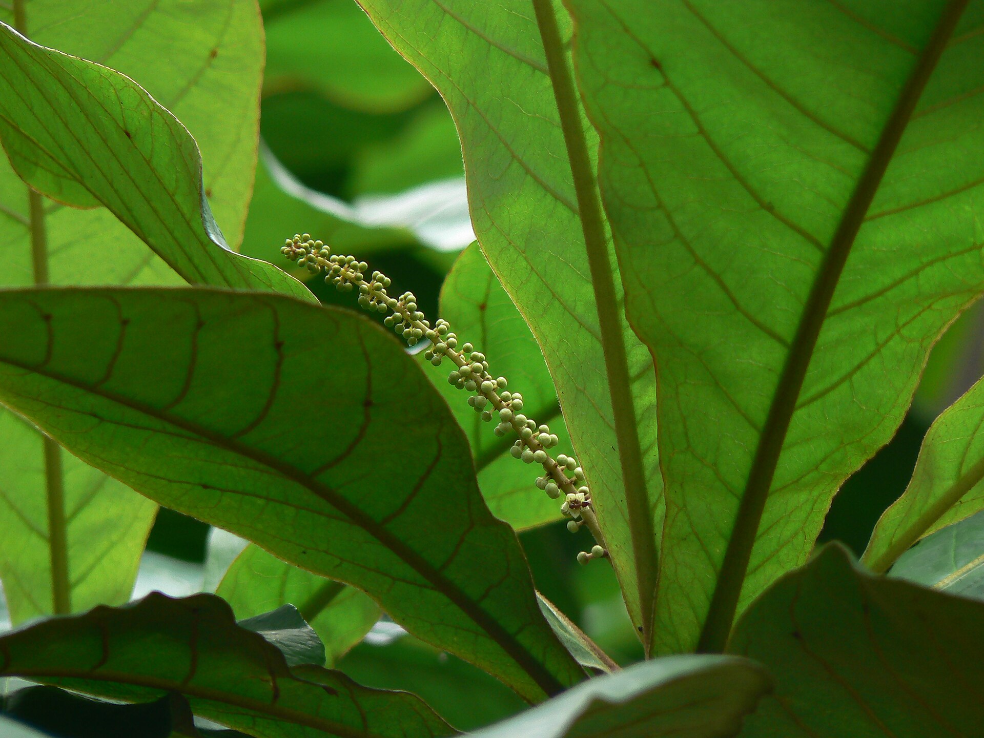 Combretaceae (rangoon creeper family) » Terminalia catappa ter-min-NAY-lee-uh -- from the Latin terminus (end), referring to leaves at end of shoots kuh-TAP-uh -- from the Malayan name for the Indian Almond commonly known as: Bengali: badam • Burmese: badan • Chinese: 榄仁树 lan ren shu, 欖仁 lan ren (Taiwan) • Dutch: wilde amandel • English: atafa, Barbados almond, bastard almond, Bengal almond, country almond, demarara almond, false kamani, Fijian almond, Indian almond, Java almond, Malabar almond, Malay almond, myrobalan, sea almond, Singapore almond, story tree, tavola nut, tropical almond, umbrella tree, West Indian almond, white bombway, wild almond • French: amandier des antilles, amandier des Indes, amandier de l'Inde, amandier tropical, badamier • German: indischer mandelbaum, katappenbaum, seemandelbaum, seemandelbaumblätter • Hindi: बादाम badam, देसी बादाम desi-badam, जंगली बादाम jangli-badam • Japanese: コバテイン kobatein, モモタマナ momo tamana • Kannada: taree • Malay: ketapang • Marathi: बादाम badam, बंगाली बादाम bengali badam • Nepalese: kaathe badaam • Portuguese: amendoeira da India • Russian: Терминалия катаппа • Sanskrit: बाताम batam, ingudi, tailaphala • Spanish: almendro de la India • Tamil: இங்குதி inguti, nattu-vadam, saraparuppu, vatha-kottai • Telugu: బాదము badamu • Thai: หูกวาง hu kwang • Vietnamese: bàng • and, other names: almendras, amandier de Cayenne, kobateishi Origin: India ... the greenish-white female and male flowers are on the same tree; these flowers are inconspicuous ...