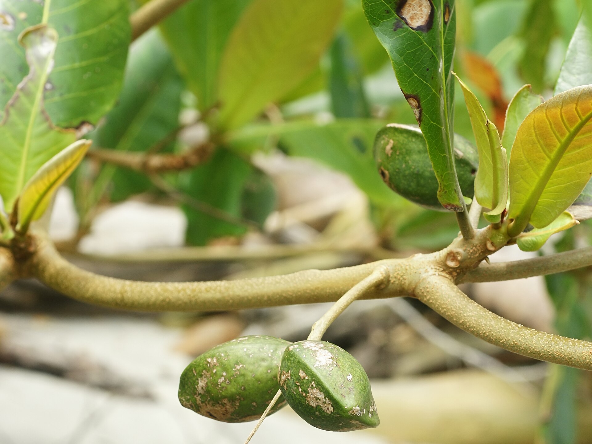 Sea almond at Cahuita, Costa Rica
