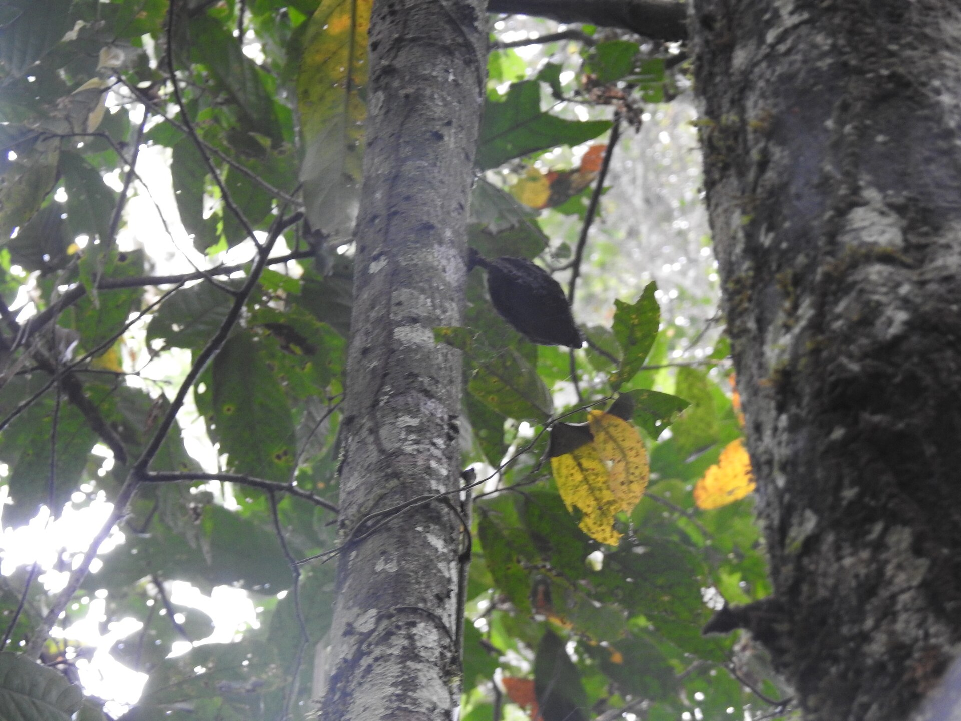 Cacao tree (Theobroma cacao) in Peru