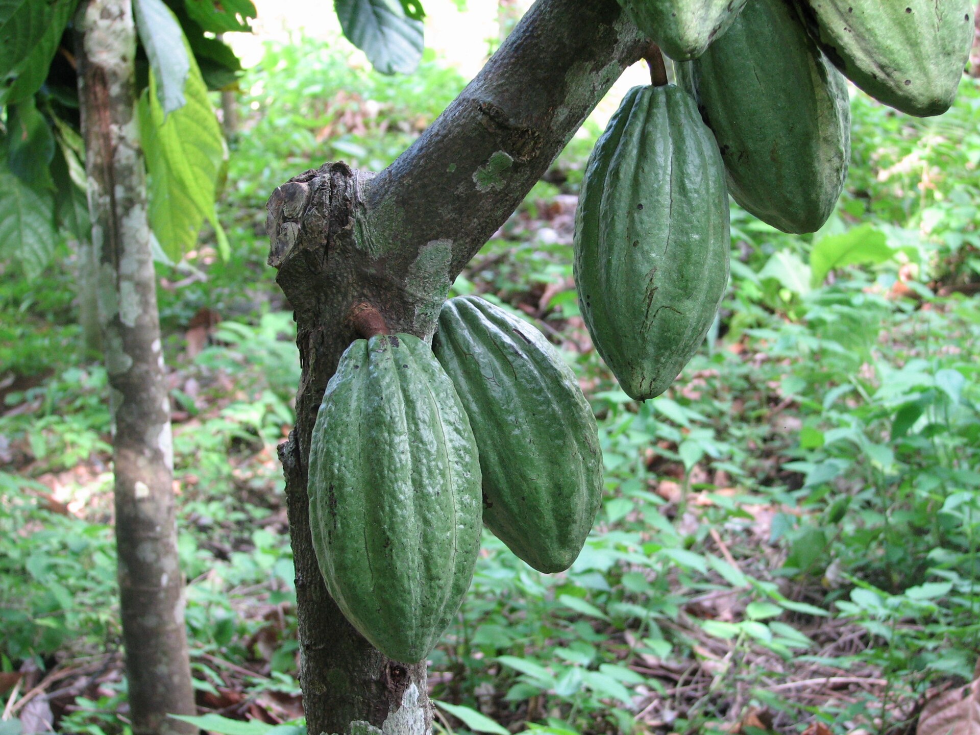 Theobroma cacao Semiliki NP is primarily second-growth forest, particularly along the borders where the old growth rainforest has been disrupted by years of cultivation. Cocoa trees were in abundance.