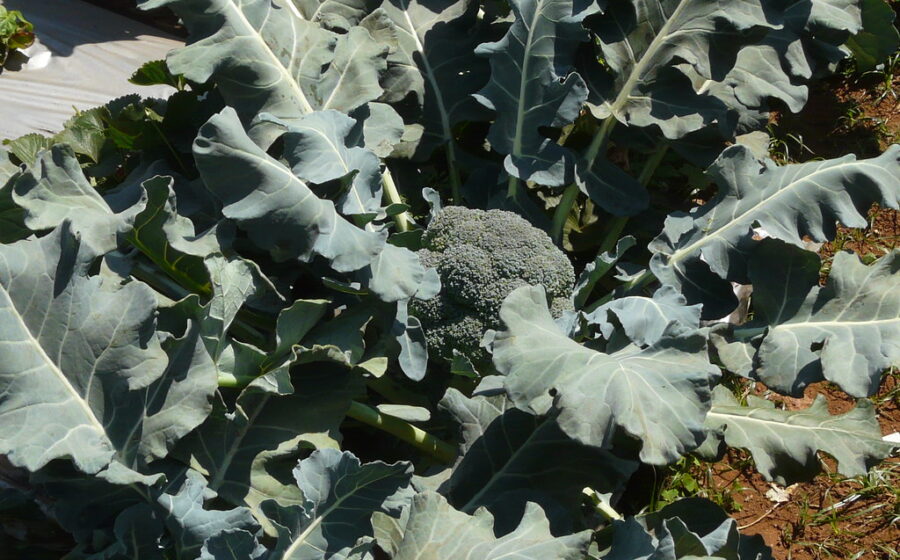 Brassica oleracea var. italica