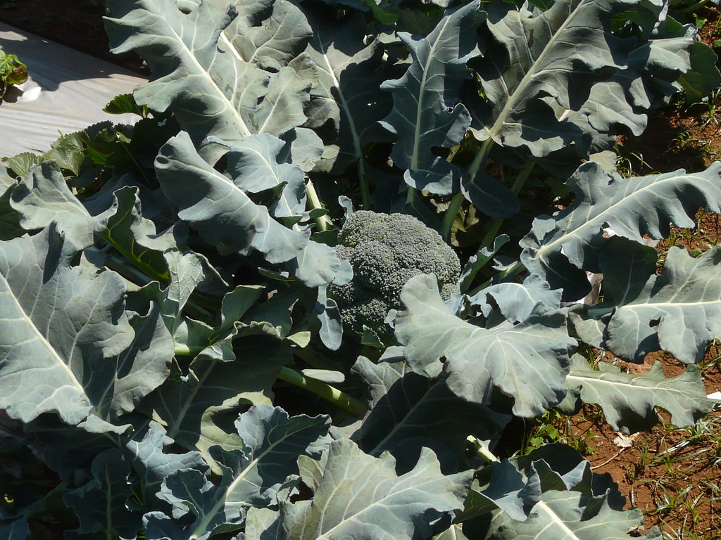 Brassica oleracea var. italica