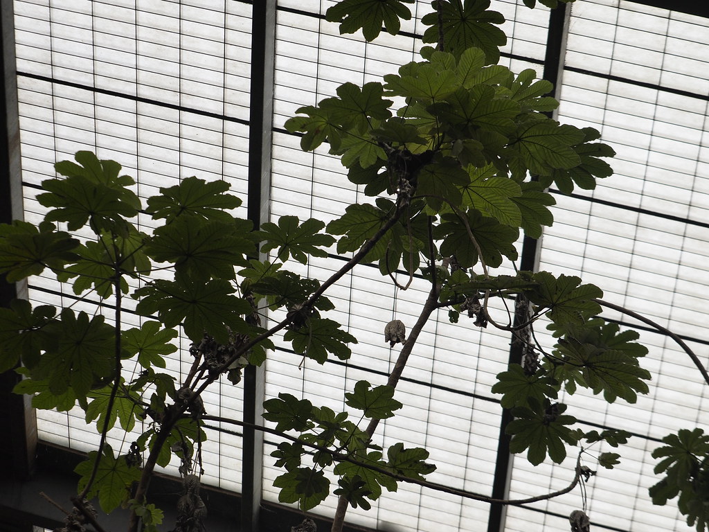 Theobroma Cacao Tree 'Chocolate' at the Lied Jungle.