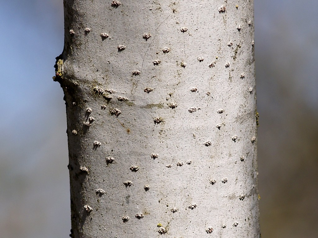 Àlber blanc - Álamo blanco - White poplar (Populus alba) 1